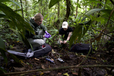 Basecamp Research field scientists collect samples during an expedition to Costa Rica on July 29, 2023. Basecamp Research is building the largest and most diverse foundational database, purpose-built for artificial intelligence models. Lab tests confirm Basecamp Research's more diverse database supercharges AI models like ZymCTRL to generate sequences that are richer and more robust for industrial use. (Photo courtesy of Basecamp Research)
