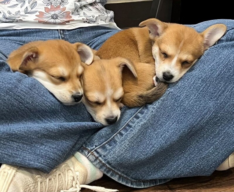 Unable to view the image, Please provide a valid URL.