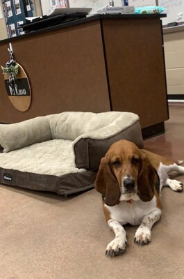 While Pippa, a basset hound from Georgia, normally enjoys hanging out in the classroom, a sneak visit to the school bathroom led to an emergency trip to the veterinary hospital.