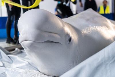 A beluga whale safely arrives in Valencia, Spain from Ukraine.