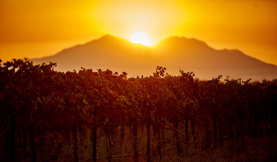 Vineyard at sunset Mt. Diablo