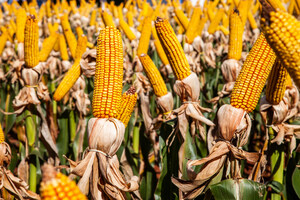 Híbridos de milho Bayer são destaque em concurso de produtividade na safra de verão 2024