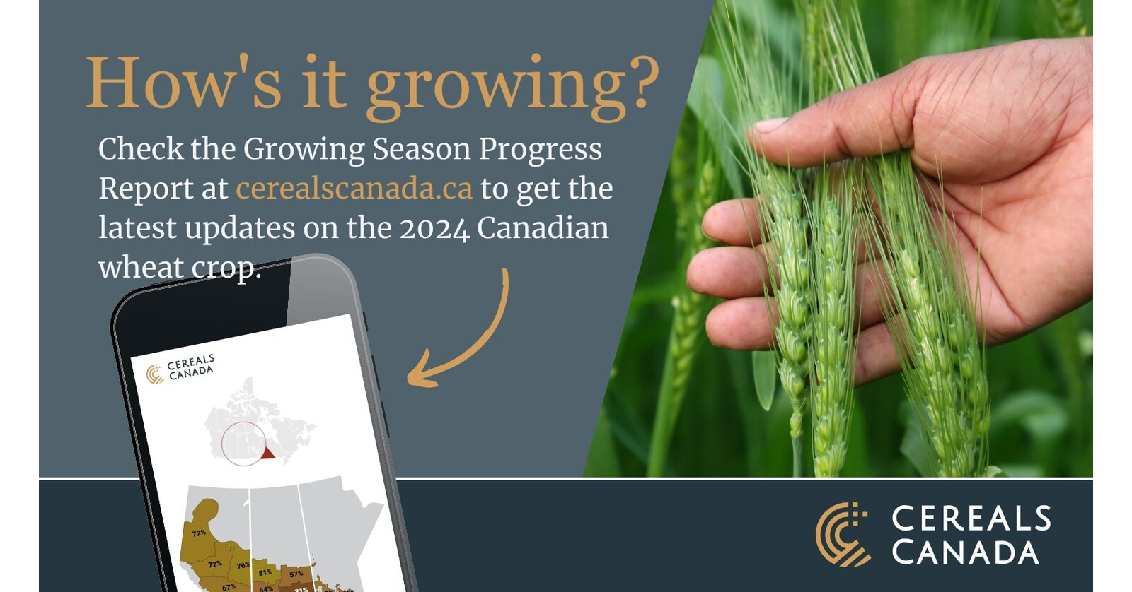 Cereals Canada lanza su Informe de Progreso de la Temporada de Cultivo 2024