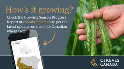 Mantenha-se informado sobre como a safra de trigo canadense está progredindo ao longo da estação de cultivo. (CNW Group/Cereals Canada)