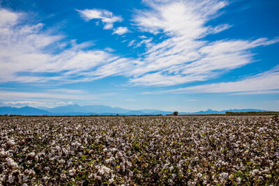 cotton fields