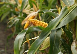Híbrido de milho verde da Bayer abre oportunidades para novos negócios em pequenas e médias propriedades