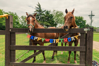 June 19 marked the fourth birthday of Journey, a horse born at Texas Recovery Centers. Journey plays a key role in the center's equine therapy program, which helps patients develop emotional awareness, build trust, and improve communication skills through interactions with horses.