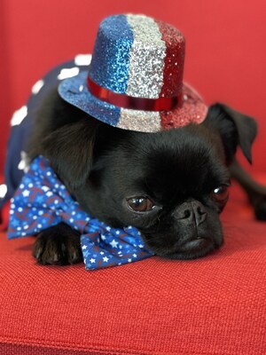 How to Keep Pets Safe this 4th of July