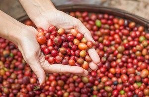 Agricultura regenerativa melhora qualidade dos grãos e transforma a vida das cafeicultoras do Cerrado Mineiro