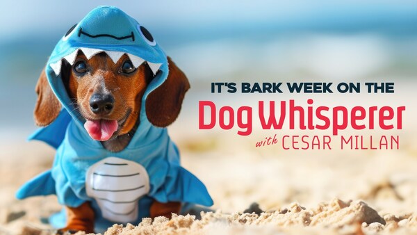 ‘Dog Whisperer With Cesar Millan’ Celebrates ‘Bark Week’ and Goes Live on Pluto TV