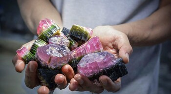 Handful of multicolored crystals ranging from rubellite to green with black terminations from Cruzeiro Mine, Minas Gerais, Brazil. Photo: Andrew Lucas / GIA.