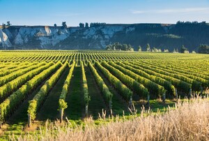 International Wine Challenge 2024 names six New Zealand wines amongst best in the world
