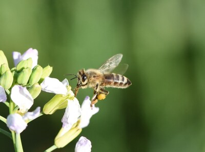 Researchers studied honeybees (Apis mellifera) and a mason bee (Osmia excavata) across 20 rice fields within the Yangtze River Valley in China to understand the loss of habitat and pesticide exposure Credit: Changsheng Ma