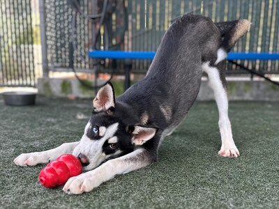 In just over a year, more than 50,000 KONG® toys have been donated to shelter partners across the United States. With the launch of its new website, VCA Charities is now offering an open application for qualifying shelters to request a Second Chance KONG toy for shelter dog populations.