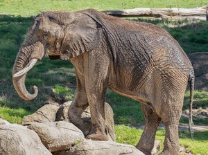 Saying Farewell to Osh: Oakland Zoo Prepares for the Departure of Their Beloved Male African Elephant