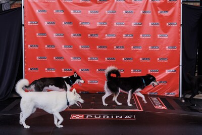 Purina introduces Pet Power, a new activation that helps pets and their owners produce renewable electricity together. Pet Power features a renewable electricity-producing walkway using technology created by Pavegen, a company that develops smart flooring technology, to harness the natural energy of pets to produce and raise awareness around the power of renewable electricity.