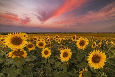 North Dakota Tourism has launched the state's 2024 Sunflower Trail detailing the location of more than a dozen stunning sunflower fields all set to reach peak color in late-July through August. Photo credit: North Dakota Tourism
