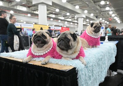 AKC Meet the Breeds at Jacob Javits Convention Center in New York City, photographed by John Ricard, 917 848 4197.