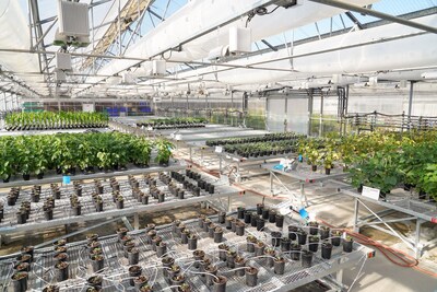 Syngenta collaborates with Ginkgo Bioworks to enable faster launch of innovative biologicals