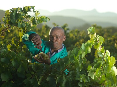 Un viticulteur récolte des raisins dans les vignobles de Robertson Winery, illustrant l'engagement de la marque envers des pratiques agricoles durables et respectueuses de l'environnement. (Groupe CNW/Robertson Winery)