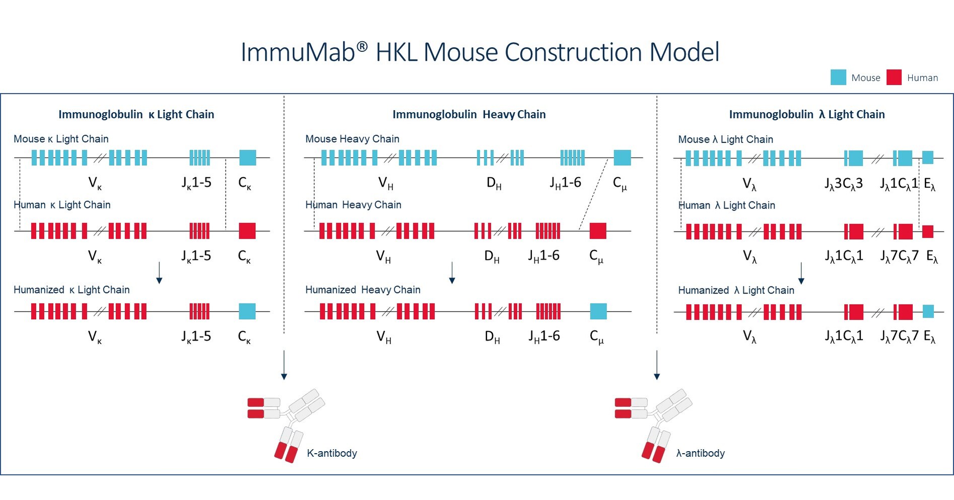 Increasing Possibility of Success by Expanded Antibody Repertoires with Lambda Light Chain - Immunocan Launches New Mouse Strain of Fully Human Antibody Platform: ImmuMab&reg; HKL Mouse