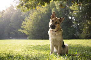 University of New England Online Offering Animal Behavior Certification Course