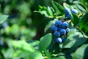 I Love Fruit & Veg from Europe: le proprietà benefiche dei frutti di bosco.