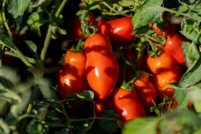 The sunshine and rich soil of the Mediterranean provide ideal conditions for growing high-quality organic tomatoes to be processed and canned.