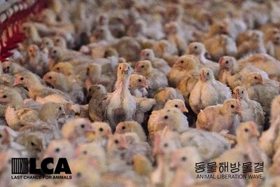 South Korea chicken farm (CNW Group/Last Chance For Animals)