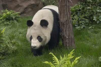 Xin Bao (PRNewsfoto/San Diego Zoo Wildlife Alliance)
