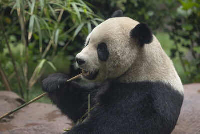 Yun Chuan (PRNewsfoto/San Diego Zoo Wildlife Alliance)