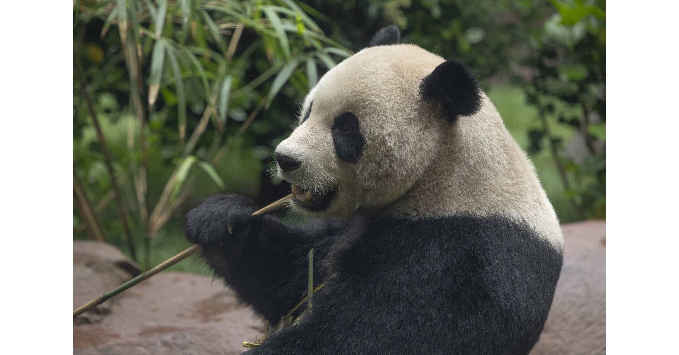 Panda Pair to Make Official Public Debut at the San Diego Zoo on August 8