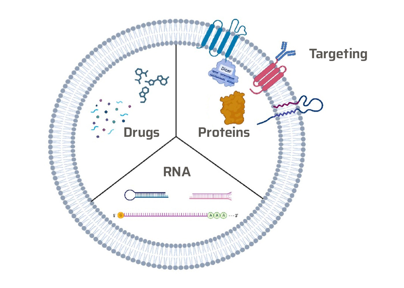 Mercury Bio Announces Biomolecular Research Project to Include Los Alamos National Laboratory, the National Center for Genome Resources, the University of New Mexico, and the University of Texas Medical Branch