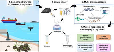 INRS research team uses liquid biopsy on mussels in Quebec to investigate the quality of marine ecosystems
Credits  Ferchiou et al. (2024), Chemosphere (CNW Group/Institut National de la recherche scientifique (INRS))