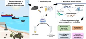 L'oncologie appliquée à la biologie marine : quand les moules font parler leur environnement