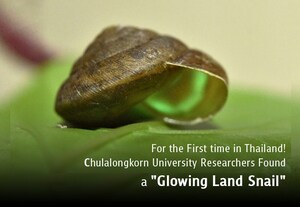 For the First time in Thailand! Chulalongkorn University Researchers Found a "Glowing Land Snail"
