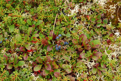 Wild blueberries. (CNW Group/Ducks Unlimited Canada)