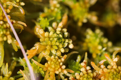 Sphagnum moss close up. (CNW Group/Ducks Unlimited Canada)