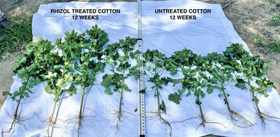 Broadcast application of Rhizol immediately following planting; remarkable differences in root expansion and robust growth, plant vigor, foliar growth, plant height, and fruiting capacity.