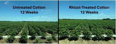 Rhizol-treated cotton demonstrates exceptional vegetative growth leading to earlier shading and differentiated increased plant height