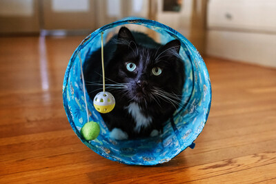 Margaritaville® Cat Tunnel. Photo by: Pawsh Pet Photo.