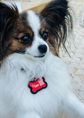 Minnie (Nicky Hilton Rothschild's dog) wearing her Pet Disaster Alert tag, from Flew The Coop® and FidoAlert. Register for FREE to protect your dog during hurricane season at www.fidoalert.com/pda