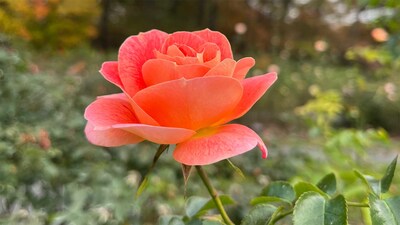 A rose at the New York Botanical Garden; some varieties grow naturally “thornless.” Jack Satterlee, a postdoc in CSHL’s Lippman lab, turned to the Botanical Garden for help procuring rare plant specimens with and without prickles.
