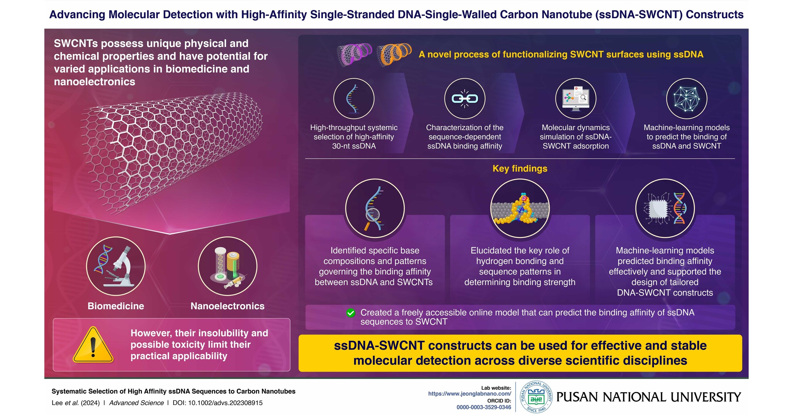 Pusan National University Researchers Explore the Interplay Between High-Affinity DNA and Carbon Nanotubes