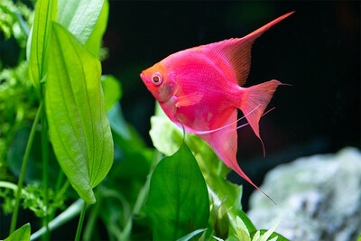 New GloFish® Angelfish fluorescent fish are beautiful, vibrant and easy to maintain, making them perfect pets for novice and experienced aquarists.
