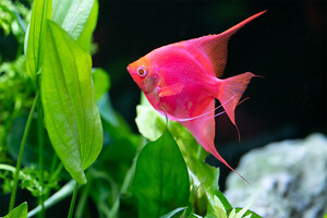 Bringing Color to Life®: Spectrum Brands Global Pet Care Introduces New Angelfish to GloFish® Family of Fluorescent Fish