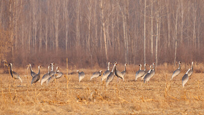 Nationally Protected White-naped Cranes at Beijing's Miyun Close-to-Nature Forest Management and Bird Habitat Optimization Project Photo: Song Huiqiang