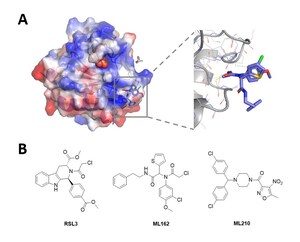 Novel Non-Covalent Hits Against GPX4 Identified Using the RiDYMO® Reinforced Dynamics Platform of DP Technology