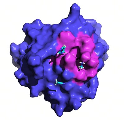 Fig. 3 Molecular dynamics simulations combined with the organic solvent probe to induce the discovery of a new pocket in GPX4.