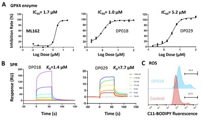 Fig. 4 Results of ML162 and screened molecules in GPX4 enzymatic assay (A), SPR assay (B), and ROS assay (C)